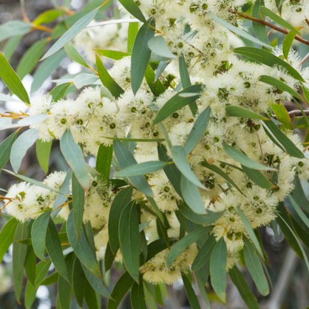 eucalyptus-1