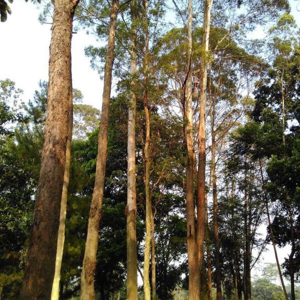 tentang-daun-eucalyptus-disebut-ridwan-kamil-terkait-jenazah-eril_34